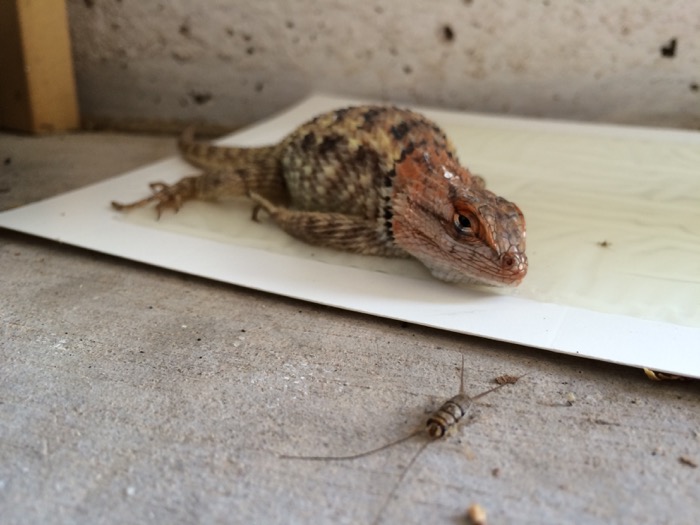 Rescue a Little Critter from Sticky Board Trap