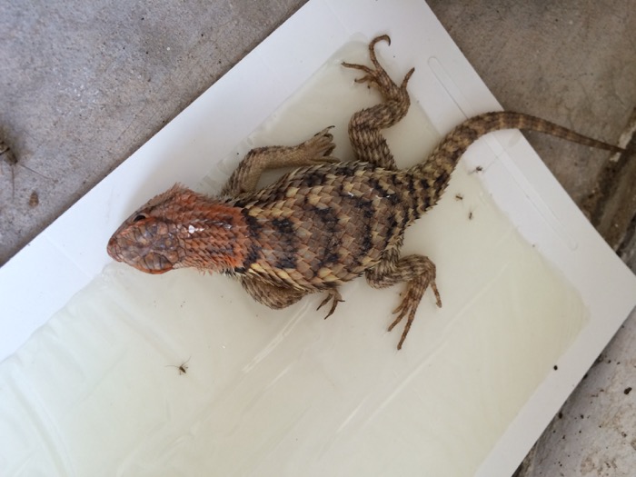 Desert Spiny Lizard Stuck on Glue Board