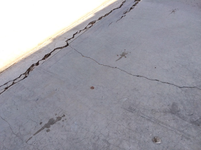 olive-oil-lizard-trail.jpg